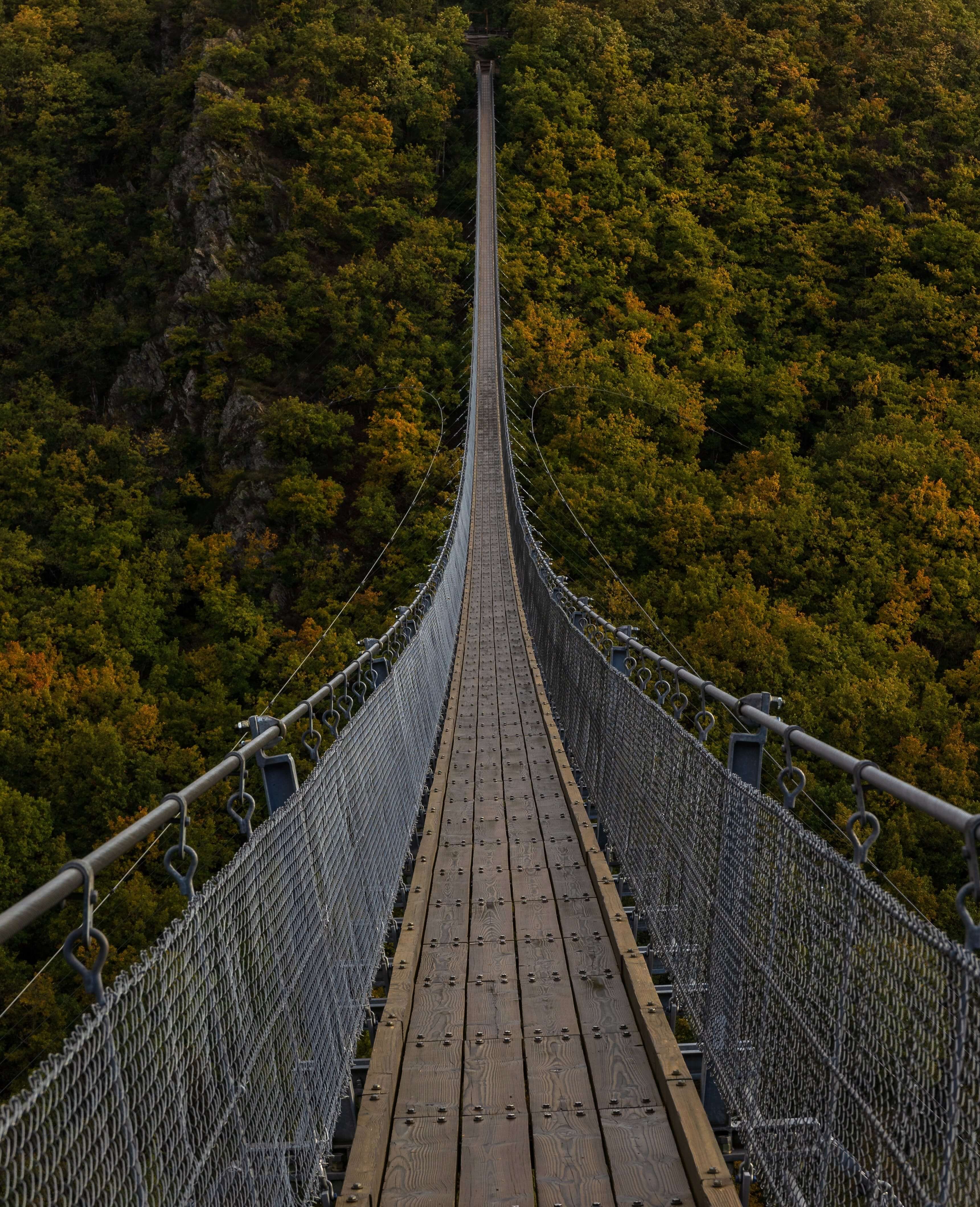 A very long bridge, over the forest....